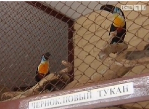 Тукан