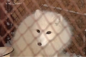 Песец